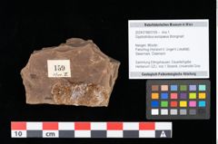 Foto (Objekt + Etikett) von Glyptostrobus europaeus Brongniart (NHMW-GEO-2024-0188-0159)